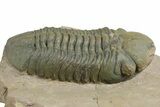 Detailed Reedops Trilobite - Lghaft, Morocco #348413-1